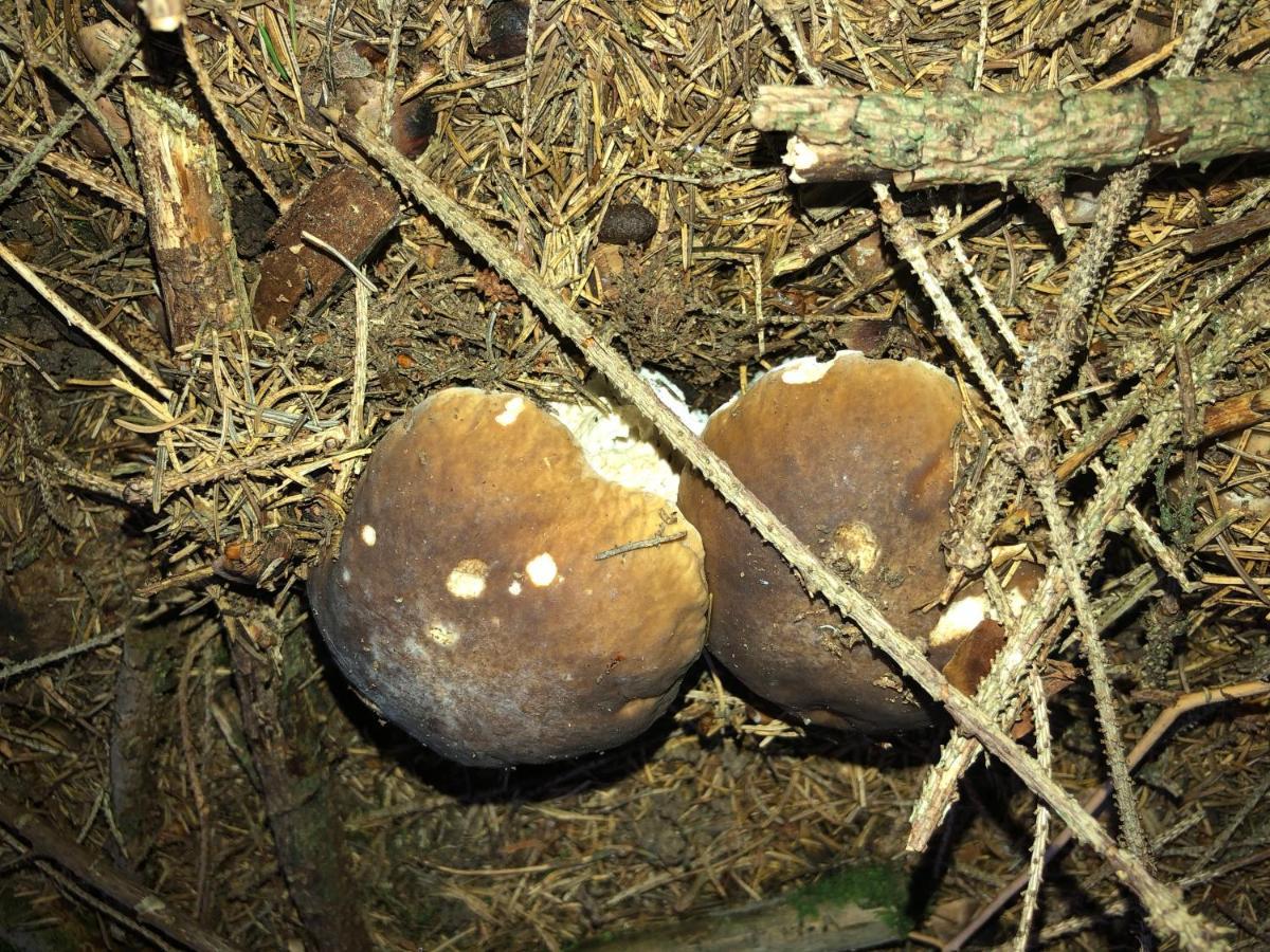 Chalupa U Sjezdovky, Zadov 22 Stachy Exterior photo